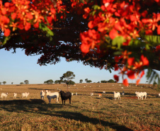 Trânsito animal do Paraná é beneficiado com reconhecimento do Brasil como território livre de febre aftosa sem vacinação