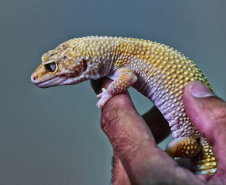 IAT ANIMAIS FAUNA SILVESTRE RESGATADOS