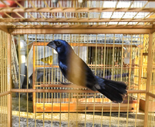 IAT ANIMAIS FAUNA SILVESTRE RESGATADOS