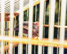 IAT avalia animais apreendidos em megaoperação da PCPR: veja espécies exóticas