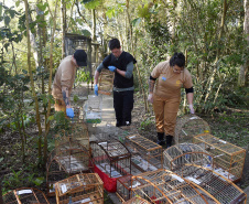 IAT ANIMAIS FAUNA SILVESTRE RESGATADOS