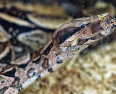 IAT ANIMAIS FAUNA SILVESTRE RESGATADOS