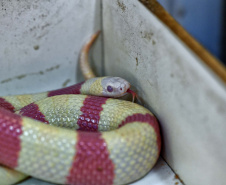 IAT ANIMAIS FAUNA SILVESTRE RESGATADOS