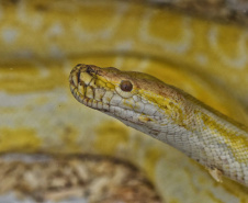 IAT ANIMAIS FAUNA SILVESTRE RESGATADOS