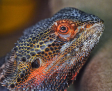 IAT ANIMAIS FAUNA SILVESTRE RESGATADOS
