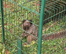 Profissionais do escritório regional do Instituto Água e Terra (IAT) de Foz do Iguaçu capturaram nesta segunda-feira (9) dois saguis-de-tufos-pretos