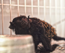 IAT ANIMAIS FAUNA SILVESTRE RESGATADOS
