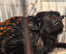 IAT ANIMAIS FAUNA SILVESTRE RESGATADOS
