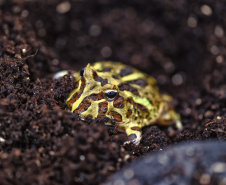 IAT ANIMAIS FAUNA SILVESTRE RESGATADOS