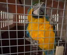 PCPR deflagra operação para desarticular um dos maiores grupos de tráfico internacional de animais do País