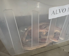 PCPR deflagra operação para desarticular um dos maiores grupos de tráfico internacional de animais do País