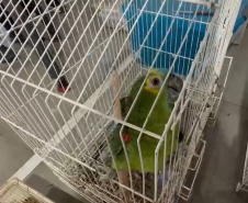 PCPR deflagra operação para desarticular um dos maiores grupos de tráfico internacional de animais do País