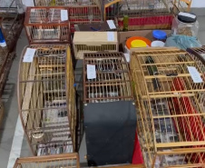 PCPR deflagra operação para desarticular um dos maiores grupos de tráfico internacional de animais do País