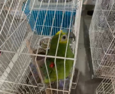 PCPR deflagra operação para desarticular um dos maiores grupos de tráfico internacional de animais do País