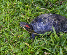 IAT ANIMAIS FAUNA SILVESTRE RESGATADOS