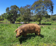 -Portaria raças crioulas