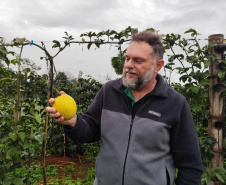 Experimento com maracujazeiro enxertado busca maior resistência e produtividade