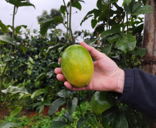 Experimento com maracujazeiro enxertado busca maior resistência e produtividade