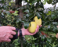 Experimento com maracujazeiro enxertado busca maior resistência e produtividade
