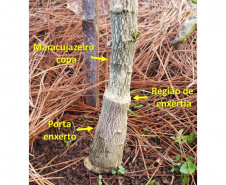 Experimento com maracujazeiro enxertado busca maior resistência e produtividade