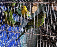 PCPR deflagra operação para desarticular um dos maiores grupos de tráfico internacional de animais do País