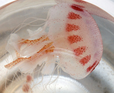 Saúde alerta para cuidados com queimaduras por águas-vivas. Foto: SESA