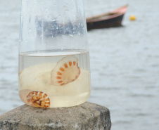 Saúde alerta para cuidados com queimaduras por águas-vivas. Foto: Venilton Kuchler/ Arquivo SESA