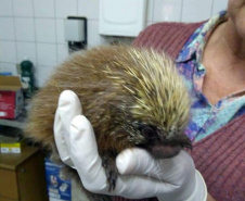 O Instituto Ambiental do Paraná (IAP) deixará de receber os animais silvestres na sede, em Curitiba. A partir desta segunda-feira (21), o Departamento de Pesquisa e Conservação da Fauna da Secretaria Municipal do Meio Ambiente vai receber, atender e encaminhar os animais silvestres apreendidos pela Polícia Ambiental, IAP e seus fiscais, e também aqueles que forem encontrados em situações de risco.  -  Curitiba, 16/01/2019  -  Foto: Divulgação IAP