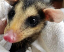O Instituto Ambiental do Paraná (IAP) deixará de receber os animais silvestres na sede, em Curitiba. A partir desta segunda-feira (21), o Departamento de Pesquisa e Conservação da Fauna da Secretaria Municipal do Meio Ambiente vai receber, atender e encaminhar os animais silvestres apreendidos pela Polícia Ambiental, IAP e seus fiscais, e também aqueles que forem encontrados em situações de risco.  -  Curitiba, 16/01/2019  -  Foto: Divulgação IAP