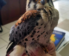 O Instituto Ambiental do Paraná (IAP) deixará de receber os animais silvestres na sede, em Curitiba. A partir desta segunda-feira (21), o Departamento de Pesquisa e Conservação da Fauna da Secretaria Municipal do Meio Ambiente vai receber, atender e encaminhar os animais silvestres apreendidos pela Polícia Ambiental, IAP e seus fiscais, e também aqueles que forem encontrados em situações de risco.  -  Curitiba, 16/01/2019  -  Foto: Divulgação IAP