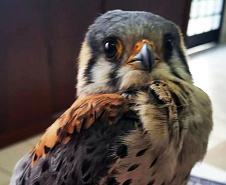 O Instituto Ambiental do Paraná (IAP) deixará de receber os animais silvestres na sede, em Curitiba. A partir desta segunda-feira (21), o Departamento de Pesquisa e Conservação da Fauna da Secretaria Municipal do Meio Ambiente vai receber, atender e encaminhar os animais silvestres apreendidos pela Polícia Ambiental, IAP e seus fiscais, e também aqueles que forem encontrados em situações de risco.  -  Curitiba, 16/01/2019  -  Foto: Divulgação IAP