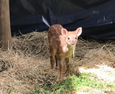O Instituto Ambiental do Paraná (IAP) deixará de receber os animais silvestres na sede, em Curitiba. A partir desta segunda-feira (21), o Departamento de Pesquisa e Conservação da Fauna da Secretaria Municipal do Meio Ambiente vai receber, atender e encaminhar os animais silvestres apreendidos pela Polícia Ambiental, IAP e seus fiscais, e também aqueles que forem encontrados em situações de risco.  -  Curitiba, 16/01/2019  -  Foto: Divulgação IAP