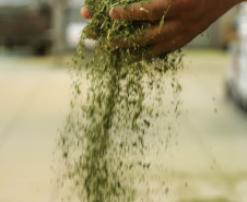 O Paraná é o terceiro estado brasileiro com o maior número de produtos certificados ou em processo de certificação de Indicação Geográfica. A importância da erva-mate para a história do Paraná – um
ramo da planta é inclusive um dos símbolos do brasão do Estado – foi um dos fatores
que levou à certificação do produto no ano passado. Foto: José Fernando Ogura/ANPr
