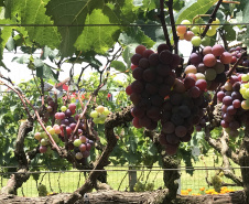 Emater leva ações de economia e sustentabilidade ao Show Rural. Com ampla variedade de frutas na área montada para esclarecer as dúvidas dos visitantes do Show Rural, o Instituto Emater mostra novidades que podem facilitar muito a vida do produtor rural que aposta no cultivo de frutas como uva, banana, caqui, goiaba, fruta do conde e figo, entre outras. -  Curitiba, 05/02/2019  -  Foto: Divulgação Emater