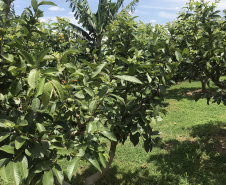Emater leva ações de economia e sustentabilidade ao Show Rural. Com ampla variedade de frutas na área montada para esclarecer as dúvidas dos visitantes do Show Rural, o Instituto Emater mostra novidades que podem facilitar muito a vida do produtor rural que aposta no cultivo de frutas como uva, banana, caqui, goiaba, fruta do conde e figo, entre outras. -  Curitiba, 05/02/2019  -  Foto: Divulgação Emater