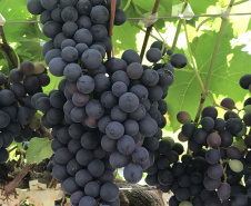 Emater leva ações de economia e sustentabilidade ao Show Rural. Com ampla variedade de frutas na área montada para esclarecer as dúvidas dos visitantes do Show Rural, o Instituto Emater mostra novidades que podem facilitar muito a vida do produtor rural que aposta no cultivo de frutas como uva, banana, caqui, goiaba, fruta do conde e figo, entre outras. -  Curitiba, 05/02/2019  -  Foto: Divulgação Emater