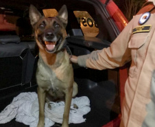 A cadela Brida, juntamente com seu condutor o soldado bombeiro João Carlos Alves, além de outros sete bombeiros militares, especializados em Busca e Salvamento, foram enviados nesta segunda-feira (11/02) para Brumadinho. O objetivo é auxiliar as equipes de buscas, principalmente nos ambientes que demandam cão de faro. Foto:Divulgação PMPR