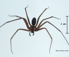 Aranha Marrom  -  Foto: Emanuel Marques da Silva/Divulgação SESA