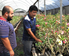 Parceria inédita entre o maior produtor do Brasil da planta rosa do deserto e pesquisadores da Universidade Estadual de Londrina (UEL) permite avanços em informações e dados científicos sobre a planta ornamental, que já é a quinta mais comercializada no país.  Na foto, Doutorando da UEL, Guilherme Cito, e produtor de rosa do deserto da Warta, Sandro Takemura.  - Londrina, 18/02/2019  -  Foto: Divulgação UEL