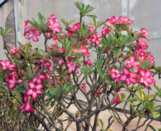 Parceria inédita entre o maior produtor do Brasil da planta rosa do deserto e pesquisadores da Universidade Estadual de Londrina (UEL) permite avanços em informações e dados científicos sobre a planta ornamental, que já é a quinta mais comercializada no país.  Na foto, Flor rosa do deserto, originária da Tailândia e países do sul da África  -   Londrina, 18/02/2019  -  Foto: Divulgação UEL