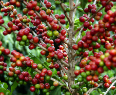 A grade temática contempla a legislação que regula a atividade no Brasil, produção e mercado, processos de colheita e beneficiamento, morfologia e fisiologia do grão, classificação física, torra, protocolo SCAA (Specialty Coffee Association of America) e degustação – de grãos crus e de café torrado e moído. Foto: José Gomercindo /ANPr