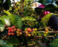A grade temática contempla a legislação que regula a atividade no Brasil, produção e mercado, processos de colheita e beneficiamento, morfologia e fisiologia do grão, classificação física, torra, protocolo SCAA (Specialty Coffee Association of America) e degustação – de grãos crus e de café torrado e moído. Foto: Antonio Costa/Arquivo - ANPr
