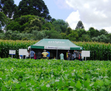 Pelo menos 1,6 mil produtores, além de estudantes de colégios agrícolas e universidades, são esperados na 20ª Semana de Campo sobre Feijão e Milho, de 12 a 15 de março, em Ponta Grossa.Foto: Arquivo/ANPr