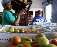 Por meio do Banco de Alimentos da Ceasa, hortigranjeiros são reaproveitados anualmente, evitando o desperdício e garantindo a segurança alimentar de cerca de 194 mil pessoas.Foto: Gilson Abreu/ANPr