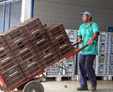 Por meio do Banco de Alimentos da Ceasa, hortigranjeiros são reaproveitados anualmente, evitando o desperdício e garantindo a segurança alimentar de cerca de 194 mil pessoas.Foto: Gilson Abreu/ANPr