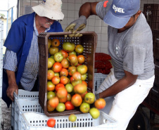 Por meio do Banco de Alimentos da Ceasa, hortigranjeiros são reaproveitados anualmente, evitando o desperdício e garantindo a segurança alimentar de cerca de 194 mil pessoas.Foto: Gilson Abreu/ANPr