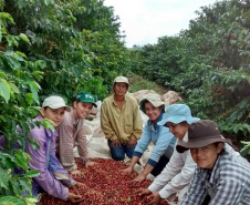 Cafeicultoras de Carlópolis e Tomazina, no Norte Pioneiro do Paraná, estão exportando o café especial que produzem na região. A venda das 460 primeiras sacas do produto ao Japão e à Austrália, nos últimos dois anos, representou aumento na renda das famílias e também mais um passo do projeto Mulheres do Café, implantado pelo Instituto Paranaense de Assistência Técnica e Extensão Rural (Emater) na região.  Foto: Divulgação