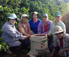 Cafeicultoras de Carlópolis e Tomazina, no Norte Pioneiro do Paraná, estão exportando o café especial que produzem na região. A venda das 460 primeiras sacas do produto ao Japão e à Austrália, nos últimos dois anos, representou aumento na renda das famílias e também mais um passo do projeto Mulheres do Café, implantado pelo Instituto Paranaense de Assistência Técnica e Extensão Rural (Emater) na região.  Foto: Divulgação