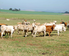 Estudo aponta cenários para área livre de aftosa sem vacinação. Foto:ANPr