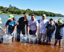 O Governo do Estado, por meio da Secretaria de Desenvolvimento Sustentável e Turismo, realizou neste final de semana (23-24) soltura de peixes, plantio de árvores e atividades de educação ambiental em Campo Mourão, Formosa do Oeste, Quarto Centenário, Alto Paraíso / Porto Figueira.  -  Curitiba, 25/03/2019  -  Foto: Dênis Ferreira Netto/Desenvolvimento Sustentável